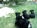 9-4-08 puppy video 12