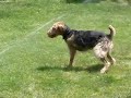 three legged airedale chasing sprinklers