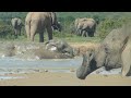 Elephants having fun at waterhole