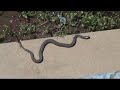 Water snake......wayyyyyyyy down!! Water snake......wayyyyyyyy down!!
