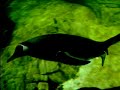 Pinguino (Acquario di Genova)