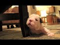 This little guys name is Tebow, and hes very cute learning how to walk. (YouTube - suburbanbullies)