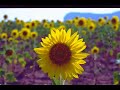 Schede Sassaresi: Tu sei come un fiori