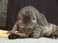ツネオのちょっと失礼♪