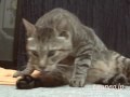 ツネオのちょっと失礼♪