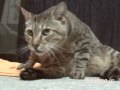 ツネオのちょっと失礼♪