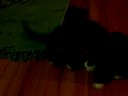 Kitten\