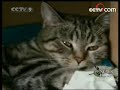 Dutch cat adopts red panda cub