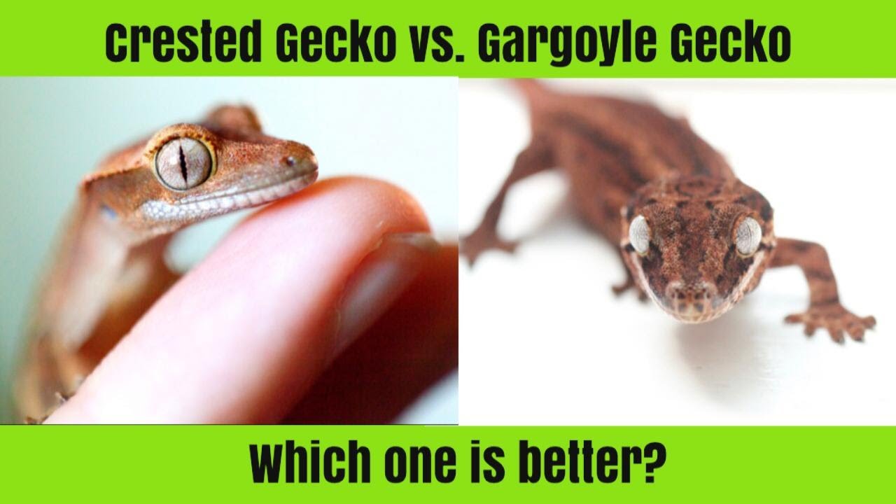 Crested Geckos Vs. Gargoyle Geckos (Similarities & Differences)