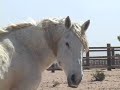 Lifesavers Wild Horse Rescue - Please, Help Buy Land Lifesavers Wild Horse Rescue - Please, Help Buy Land