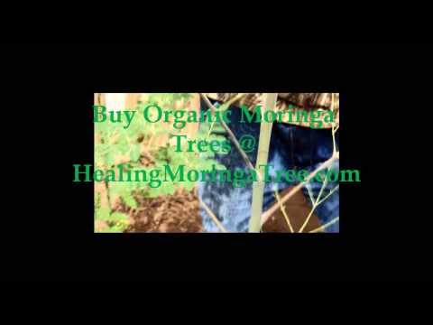 how to harvest moringa seeds