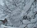 Beauty-Snow-in-Bratt