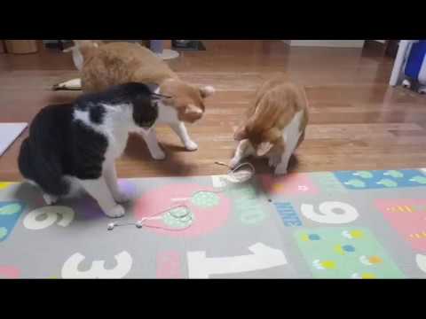 動画