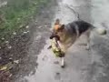 SASHA the mad alsatian dog plays with big stick