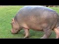 Hippos playing with Nyalas Hippos playing with Nyalas