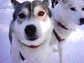 Jokkmokk Marknad 2007 Dogsleigh Jokkmokk Marknad 2007 Dogsleigh