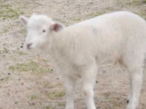 See video