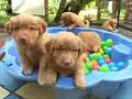 toller pups