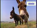 extrait de l'album 
