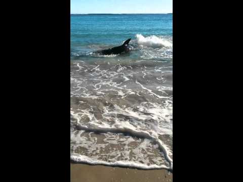 Shark chokes on a seal