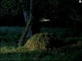 CLIPPER FRESA: EL ARBOL DE LA VIDA (TERCER SPOT DE CLIPPER)