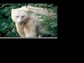 spirit bear facts