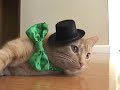 Happy St. Patrick\ Happy St. Patrick\