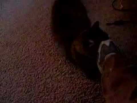 Solomon loves my foot