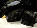 Malawi Cichlid Tank part III