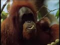 BBC Wild Nature: Sumatra, Orangutan Sanctuary - Indonesian Fire Islands