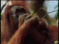 BBC Wild Nature: Sumatra, Orangutan Sanctuary - Indonesian Fire Islands