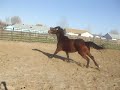 Hungarian Warmblood mare for sale