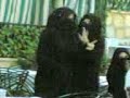 السعودي.3gp