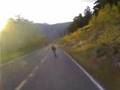Sector nine longboards rock