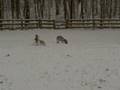 Bedlingtons in the Snow.AVI