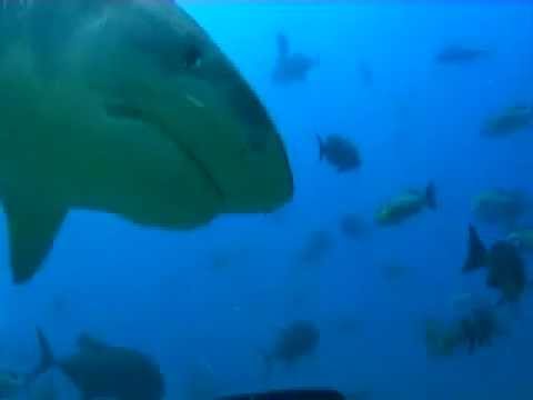 Paul Tiger Sharks, and more in the Bekaa Valley to the Lagoon Fiji