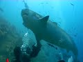 Tiger shark AND MORE