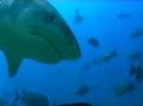 TIGER SHARK BULL AND MORE in fiji beqa lagoon