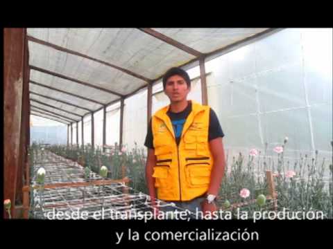 Formacion técnica en flores de corte en Yotala (Chuquisaca)