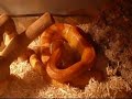 Watch Belenus catch and eat a mouse!