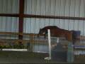 videos de Menagerie Ziba - NASPR Small Hunter Pony Stallion