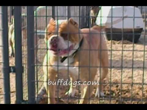 bandog