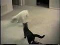 bull terrier vs cat