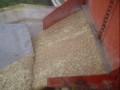 planting wheat 2009