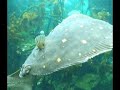 outing mcduff sea aquarium