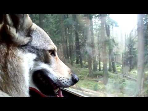 how to train czechoslovakian wolfdog