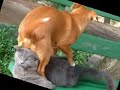 Cosas de gatos 1