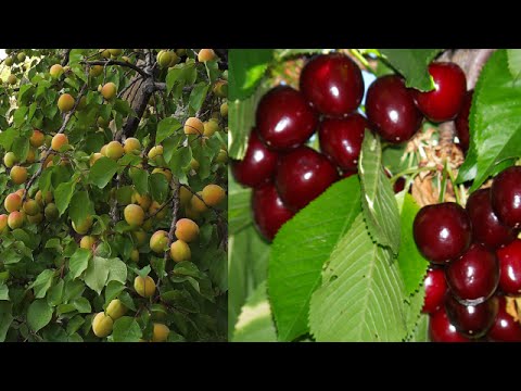 how to harvest apricots