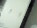 adonica adonica