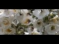 Bee visit some flowers Bee visit some flowers